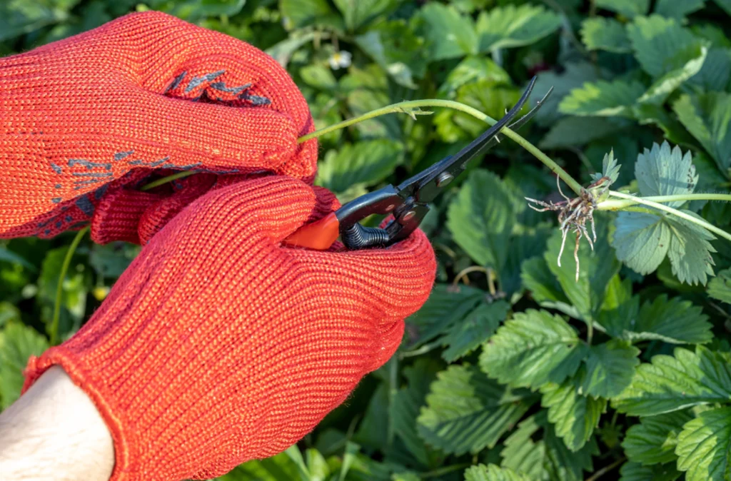 Weed Control-service-img